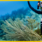 Nemo cordless underwater tools for commercial diving and marine work